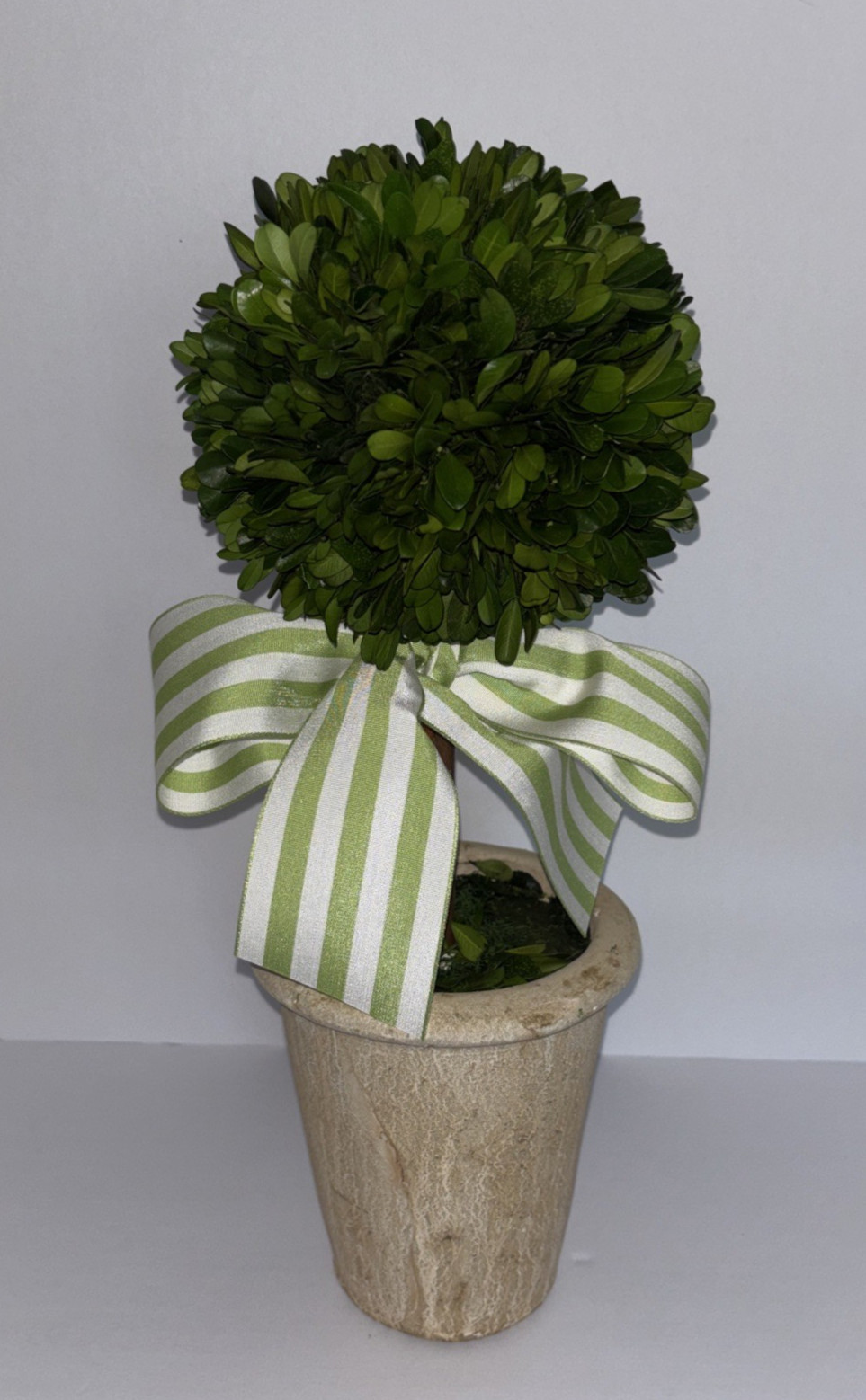SERENE SPACES LIVING PRESERVED BOXWOOD TOPIARY BALL IVORY POT 15″ X 6” **NIB**