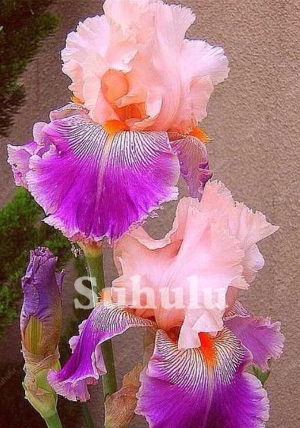 (10) IRIS SEEDS rare exotic flower home blossom garden plant USA SELLER W/TRACK