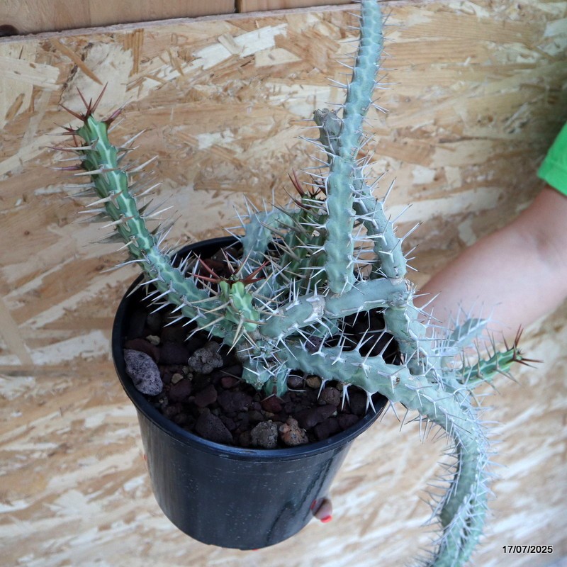 D5345 EUPHORBIA SAXORUM pot18-H82-W33 cm MaMa Cactus