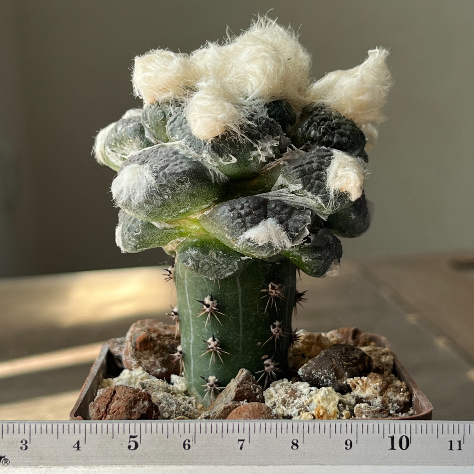 A53-661 Cactus lloydii cv. Ball shape, grafted