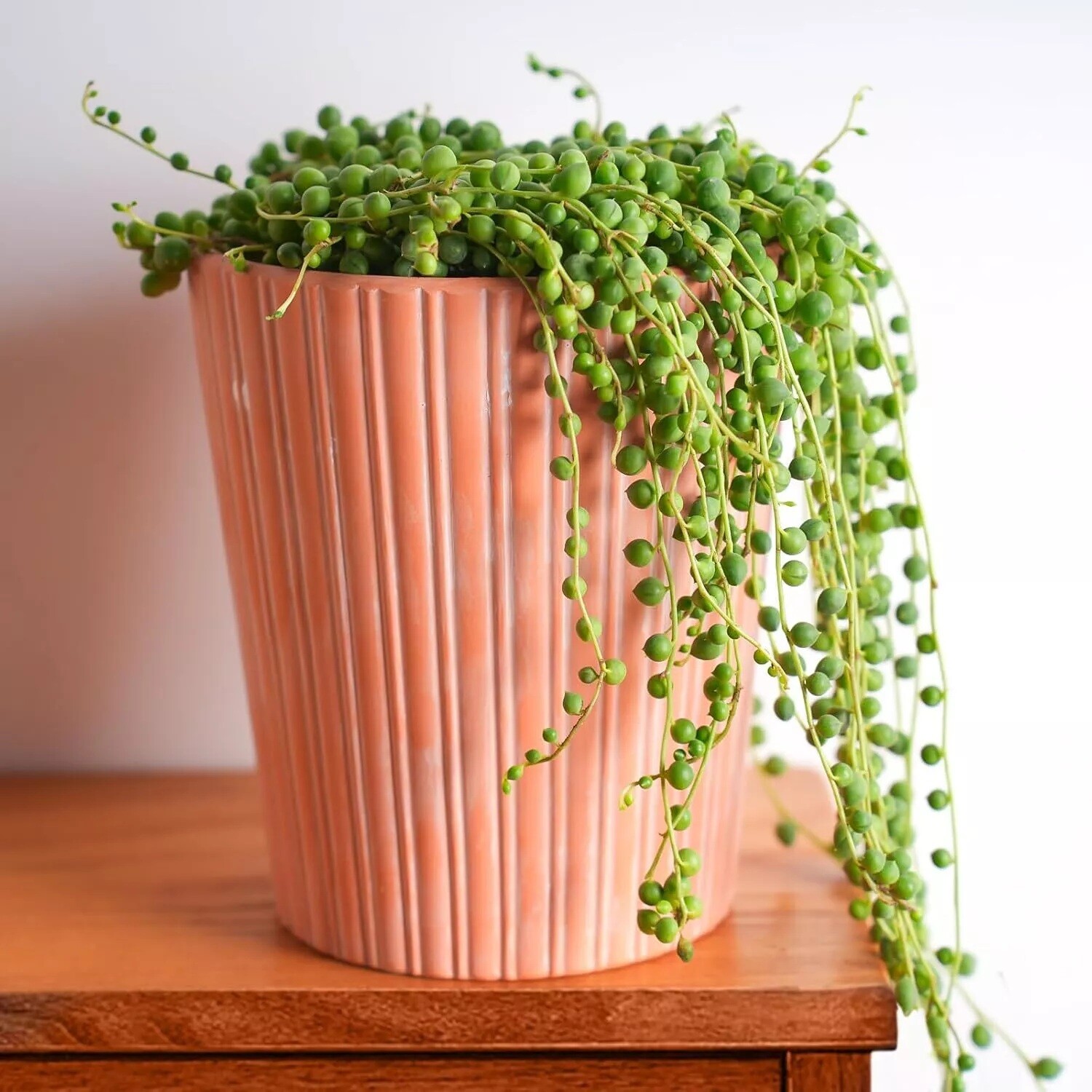 Live Succulent String of Pearls Live Plant Fully Rooted in 4″ Pot with Soil