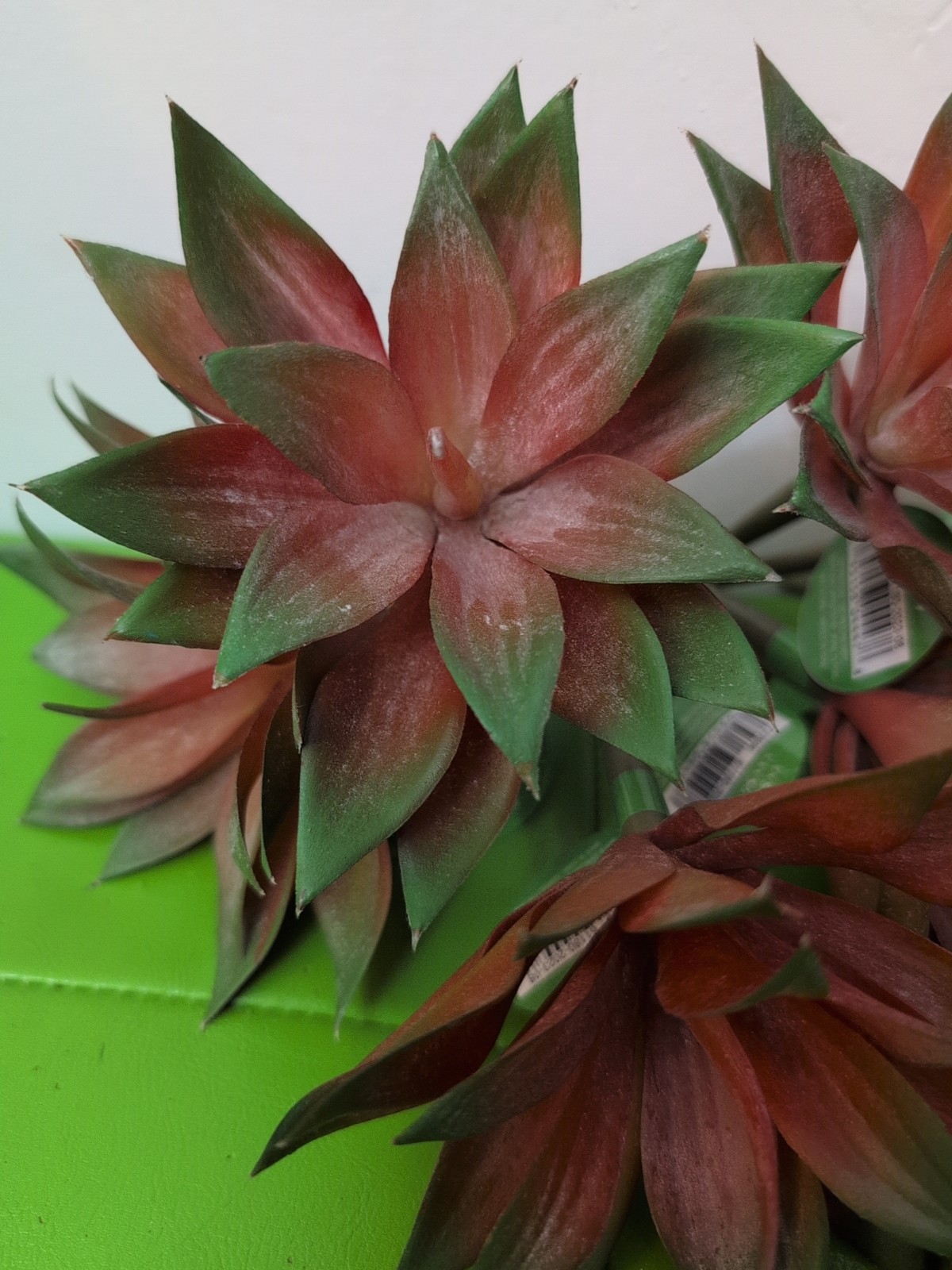 Artificial OrangeIsh Green Succulent Pick 7″X 4″ (8)