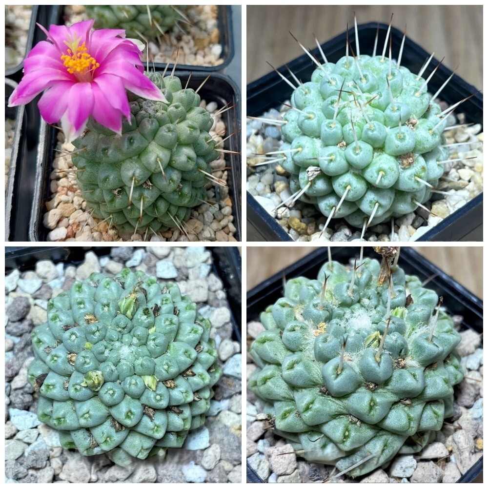 Mammillaria schumannii f. monstrosa 20seeds harvest 2025