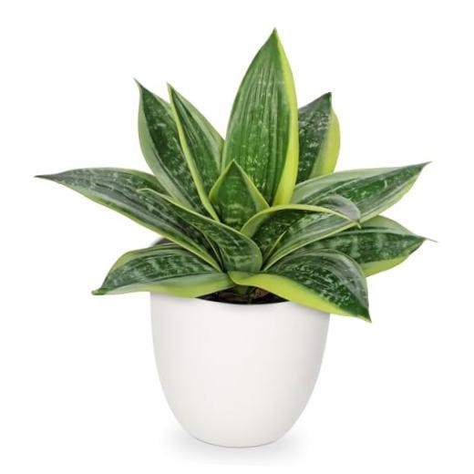 Artificial Snake Plants 9″ Faux Agave Succulent Plant Potted in White Green #3