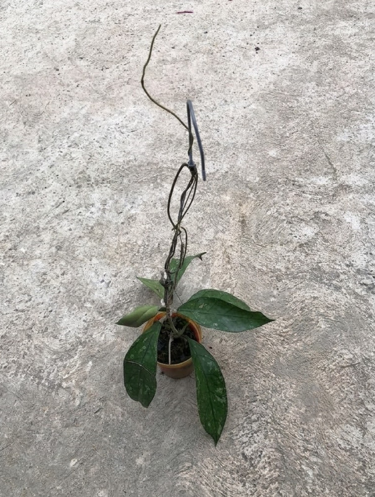 Hoya Clemensiorum Green Splash Rare Textured Hoya Exotic Collector
