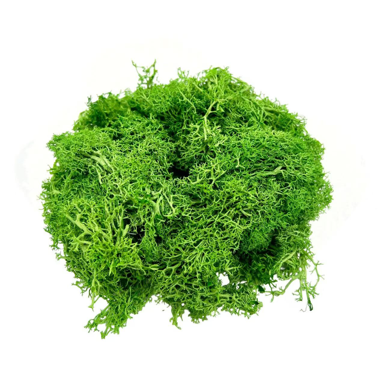 Bergamo Art 95g Preserved Reindeer Moss in Emerald Green