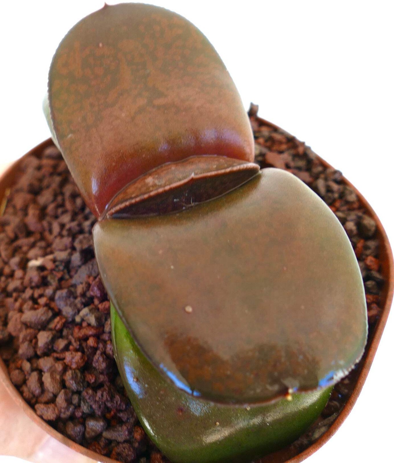 Gasteria pillansii cv 滑らか肌 BROWN-RED FORM – Namaqua gasteria | Pillans’ gasteria