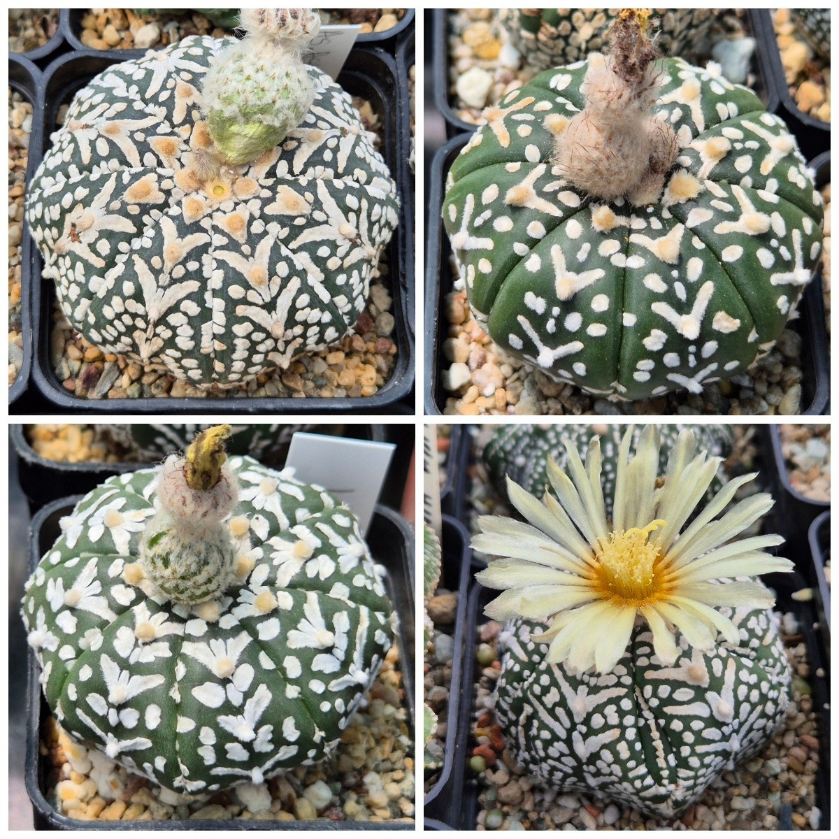 Astrophytum asterias ‘Super Kabuto’ V- tipe f.nudum 50seeds 2025 year