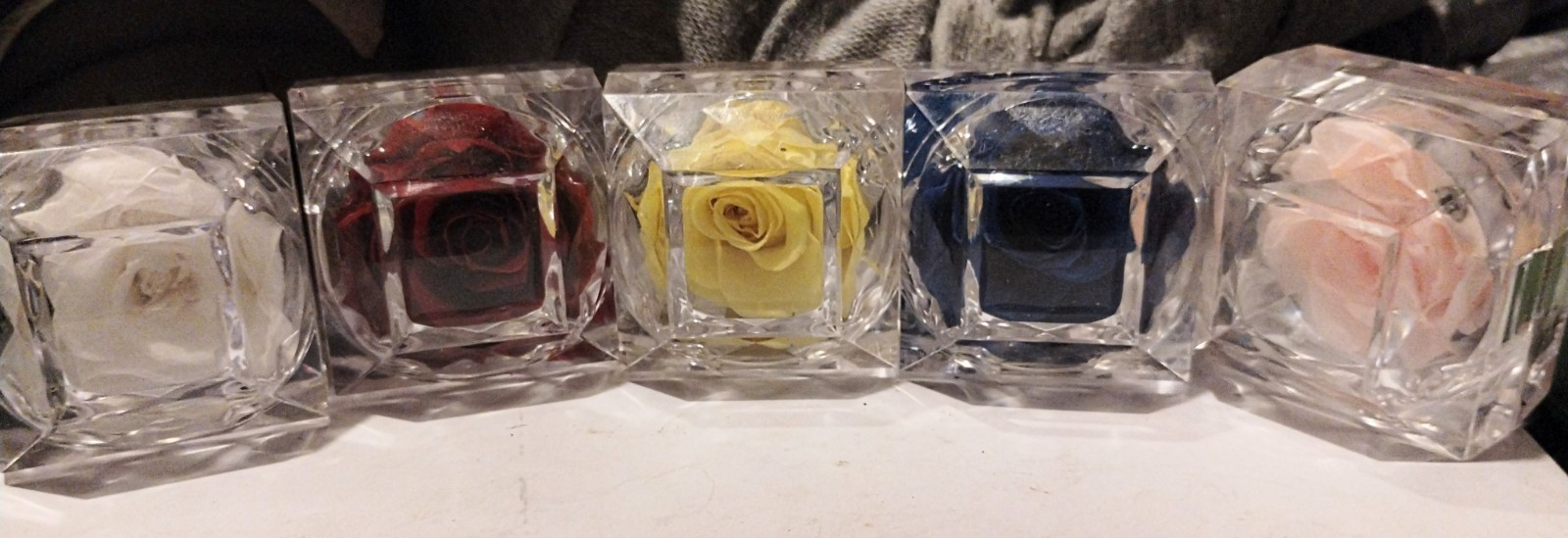 REAL PRESERVED ROSES • SET OF 5 BEAUTIFUL COLORS