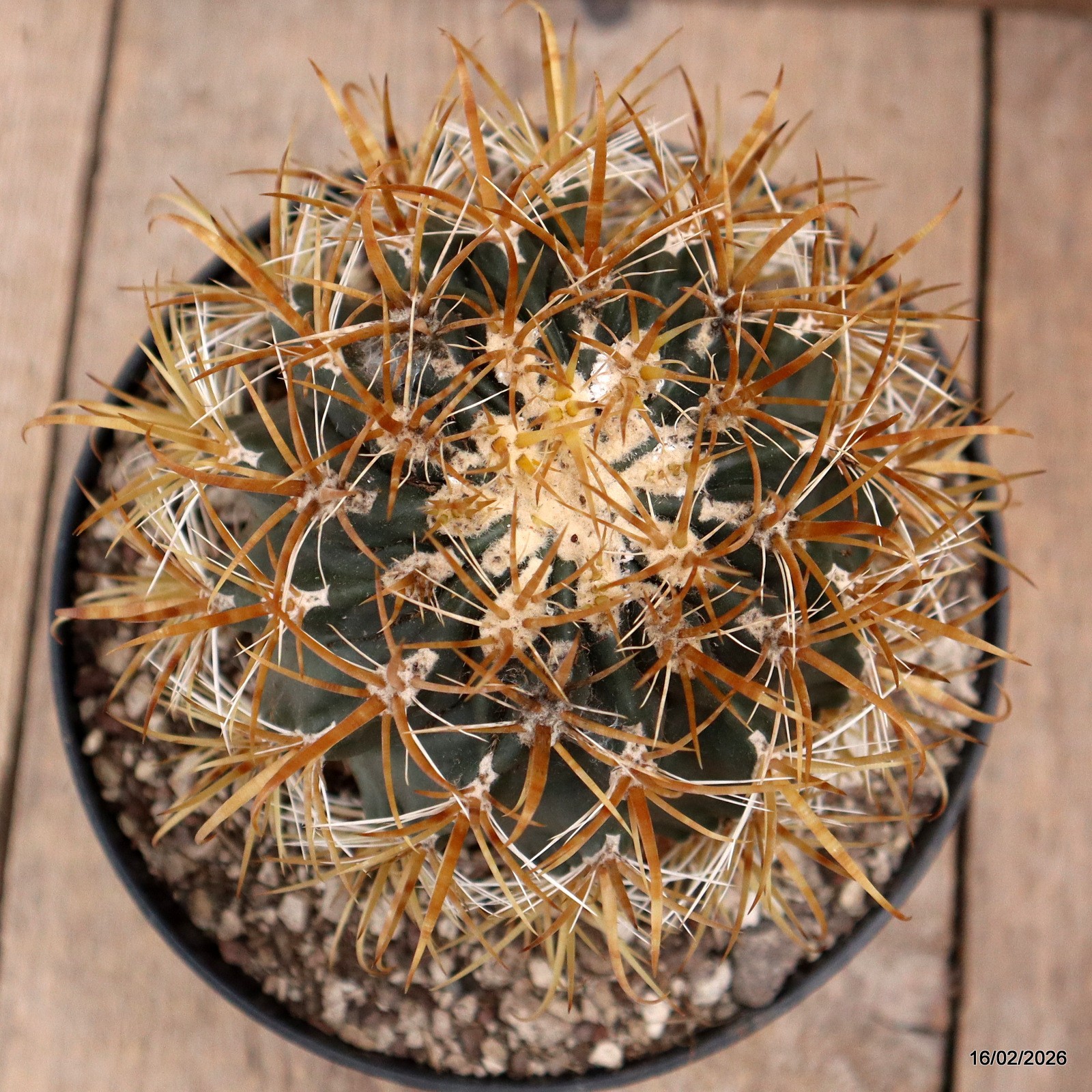 D7805 FEROCACTUS CHRYSACANTHUS pot18-H14-W11 cm MaMa Cactus