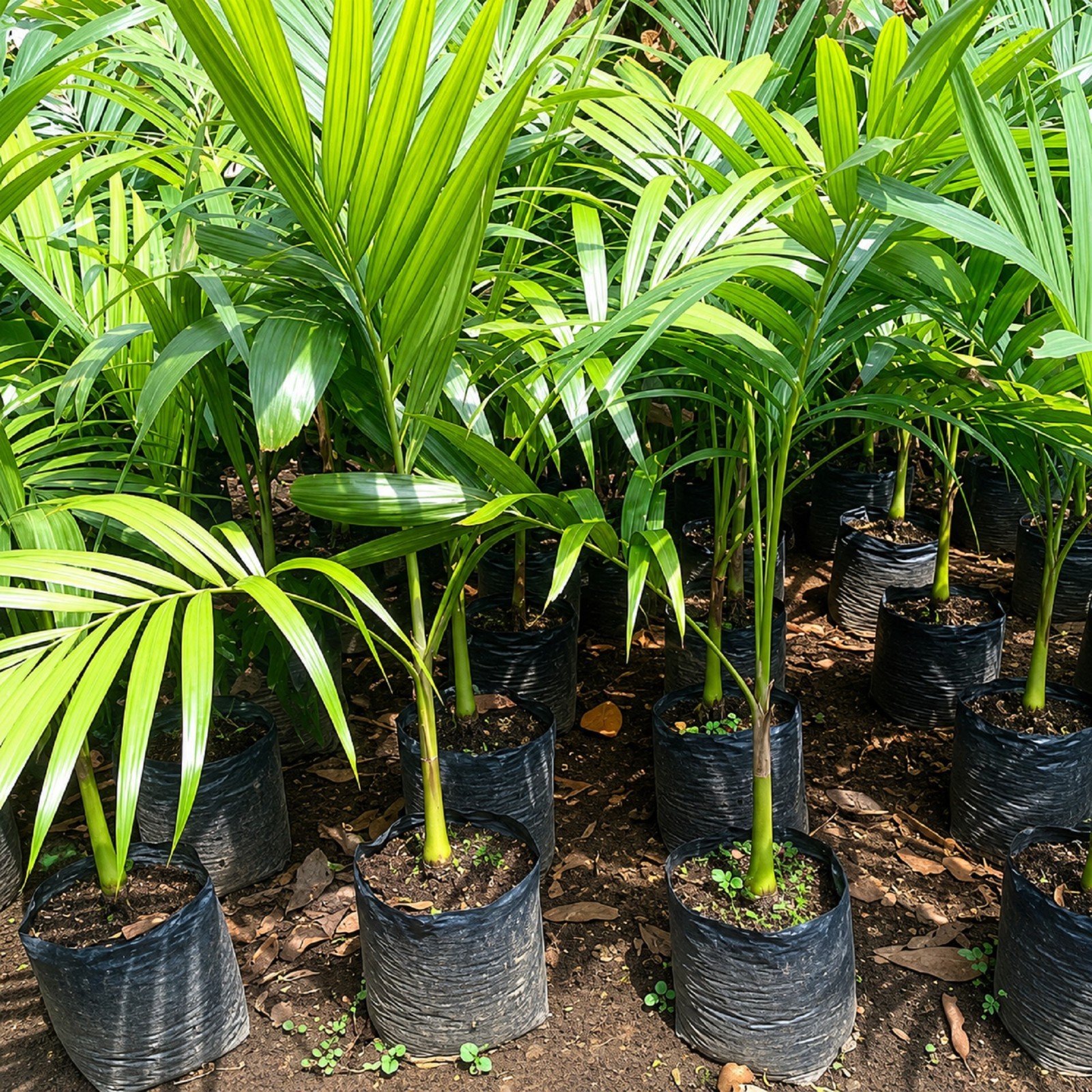 Veitchia Merrillii Palm Live Plant Christmas Palm Tropical Tree Grow in pot