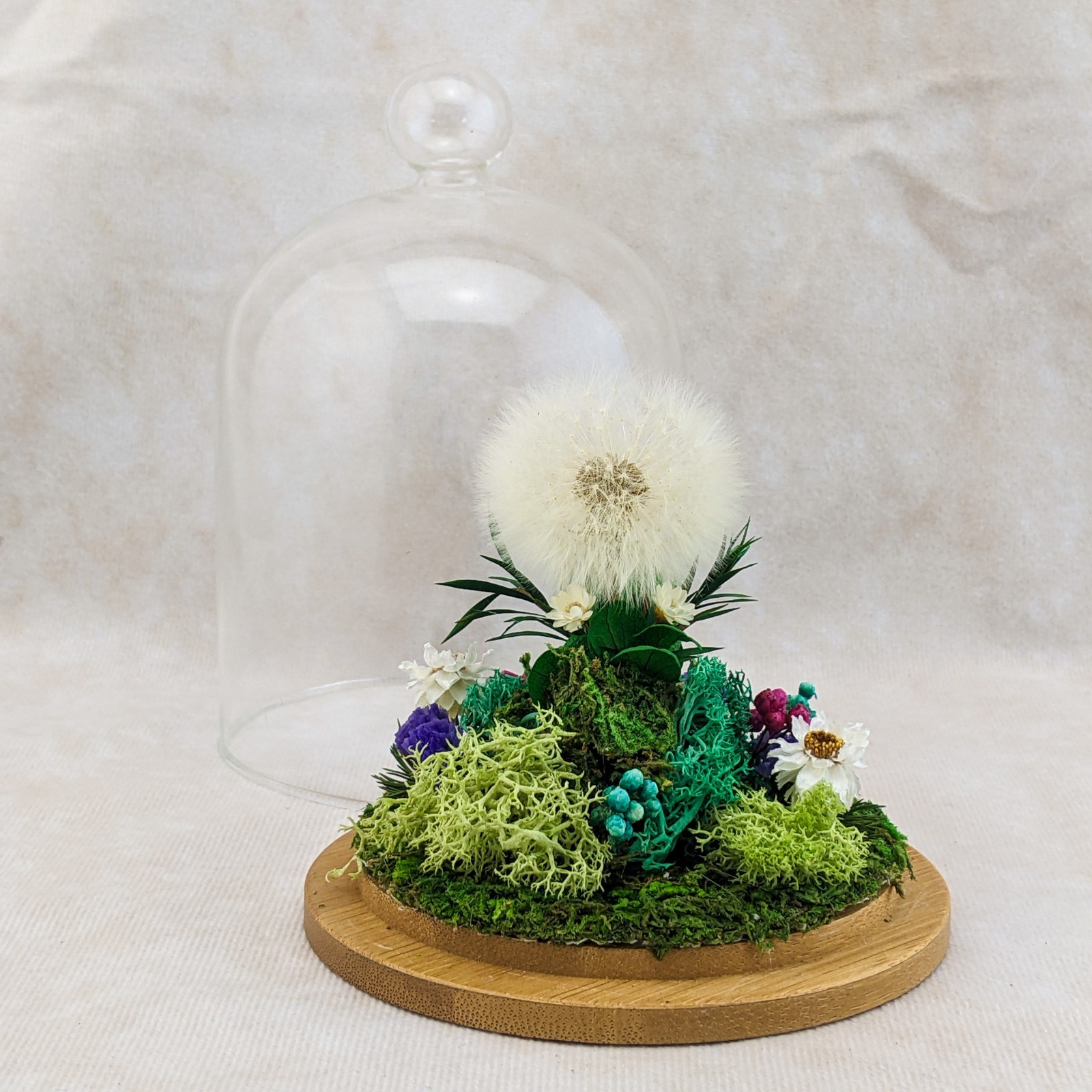 Dandelion Head all natural flowers Lg Glass Dome display collectible decor gif