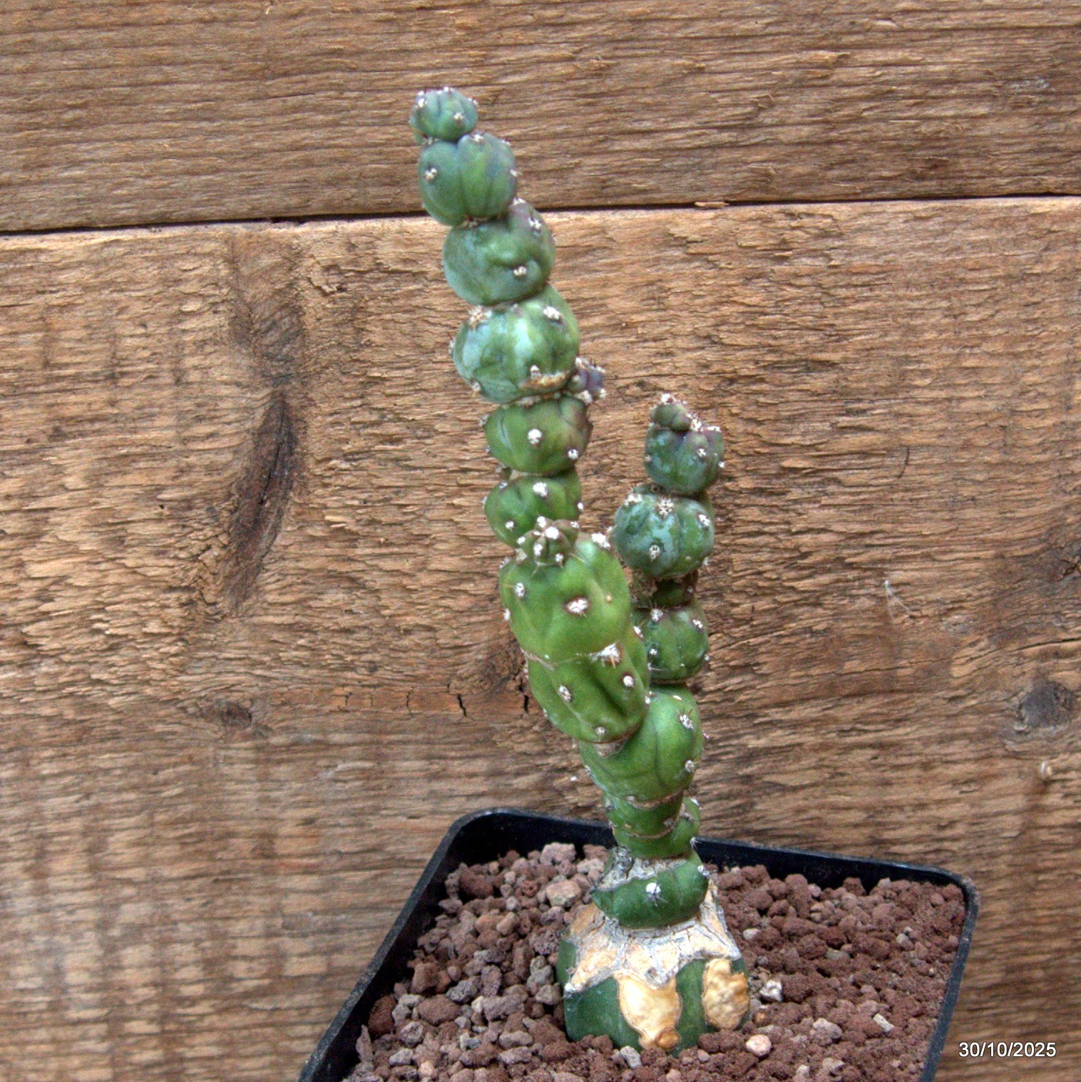 D7232 MYRTILLOCACTUS GEOMETRIZANS STACKER MONSTER GRAFT. pot10-H17-W5 cm MaMa Ca
