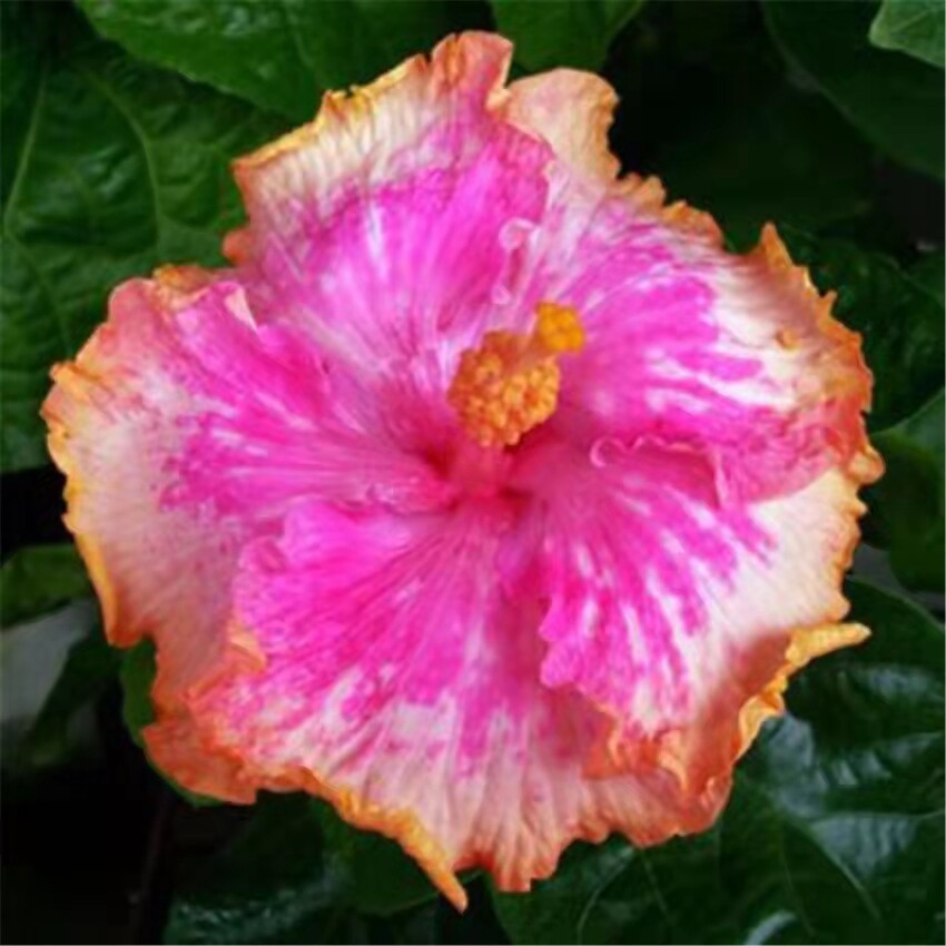 100 Red Hibiscus seeds Hibiscus Rosa-sinensis Garden Flowers seeds