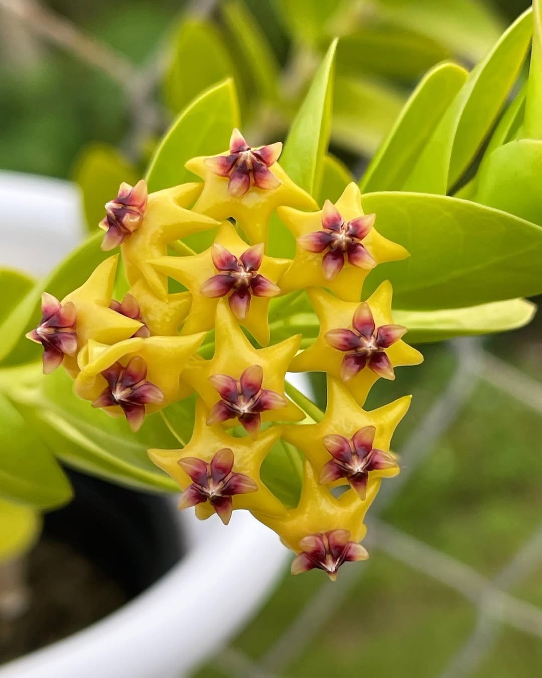 Hoya Cuminggiana Flava Rare Tropical Wax Plant