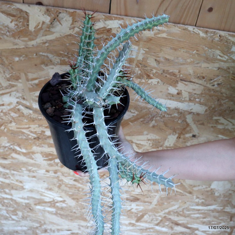 D5345 EUPHORBIA SAXORUM pot18-H82-W33 cm MaMa Cactus