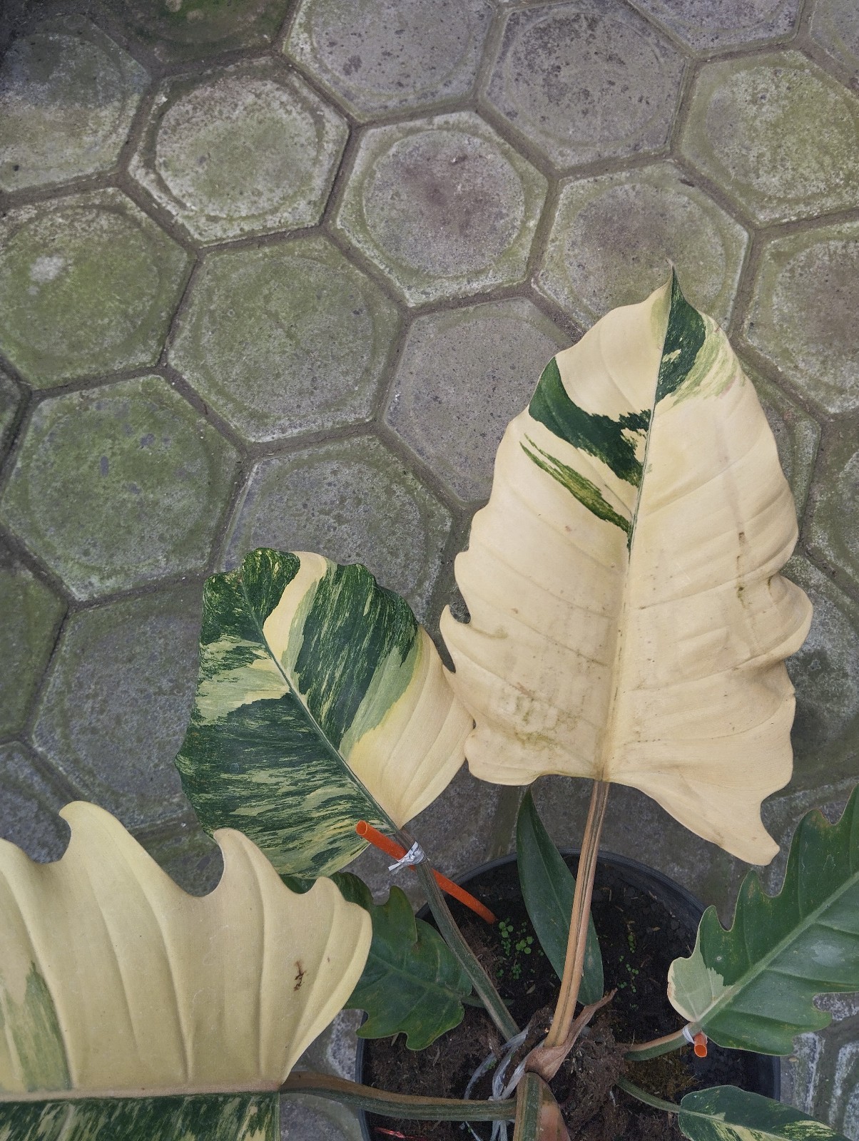 Philodendron Caramel Marble Big Size Variegated Real Picture Free Phitosanytari