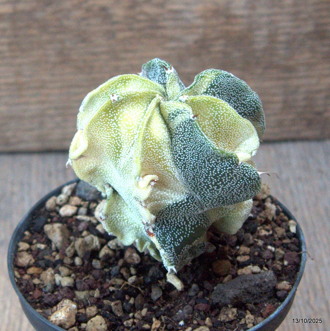 D6941 ASTROPHYTUM MYRIOSTIGMA VARIEGATED pot10-H8-W6,5 cm MaMa Cactus