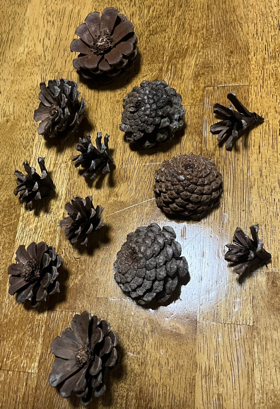 1 Dozen Pine Cone Flowers/Pine Cone Succulent-Hand Cut/Rustic