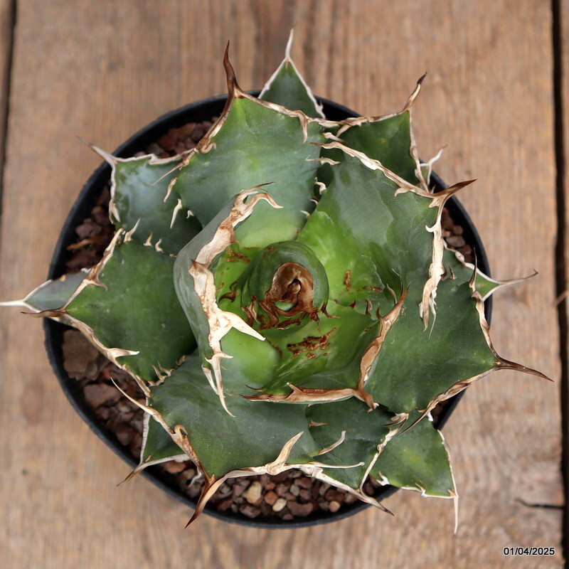 D117 AGAVE TITANOTA pot14-H11-W15 cm MaMa Cactus