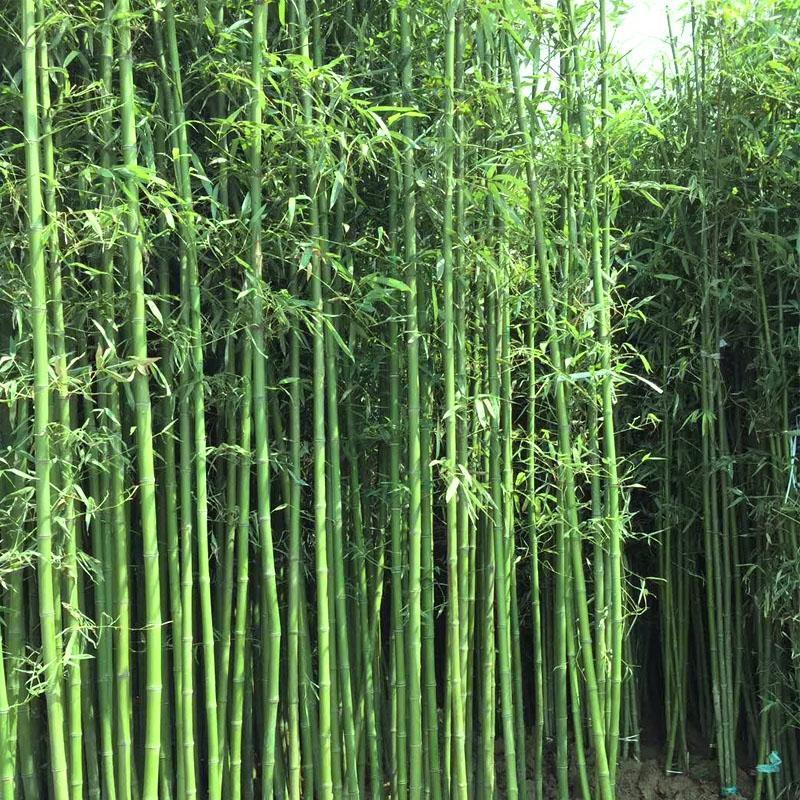 Giant Bamboo Seeds Perennial evergreen Grows Edible Bamboo shoots 100Pcs