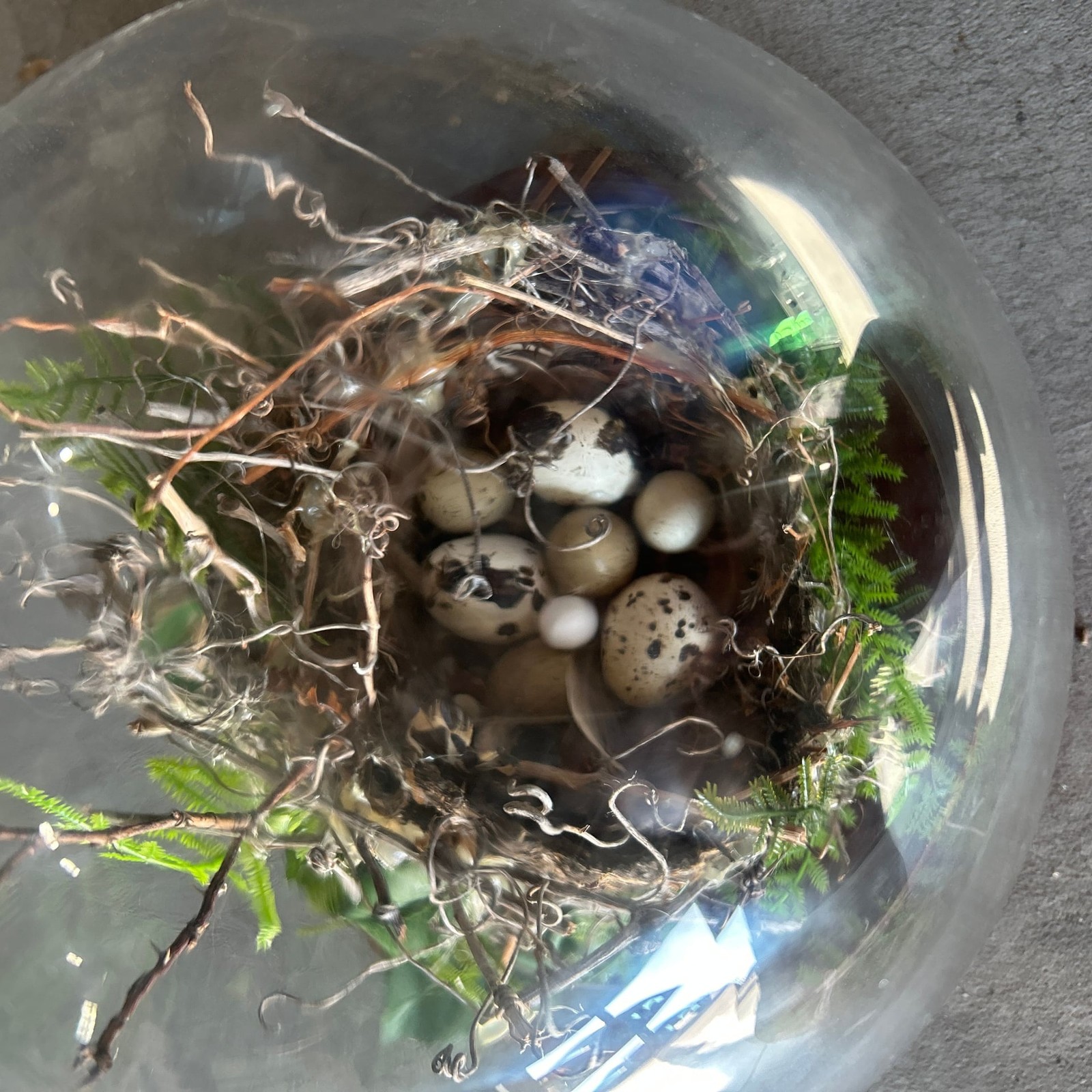 Handcrafted Bird Nest Terrarium Cloche with Faux Speckled Eggs and Forest Greene