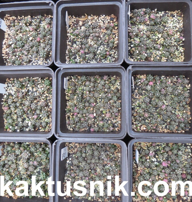 Gymnocalycium mihanovichii f.variegata mix 1000 seds sharvest 2025