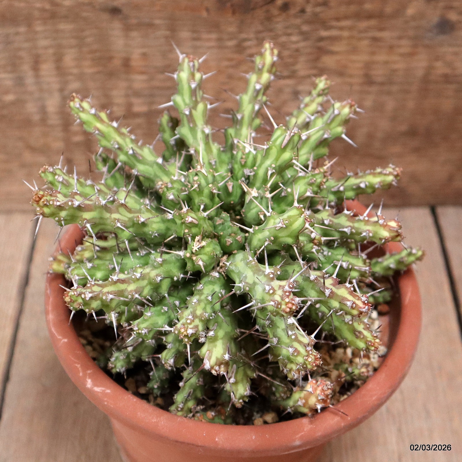 D7941 EUPHORBIA ACTINOCLADA pot15-H11-W16 cm MaMa Cactus