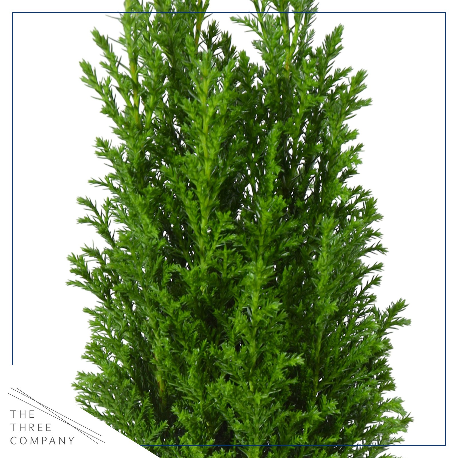 Live Dark Green Cypress Tree – Tabletop Decoration – 12″ Tall by 5″ Wide in D…