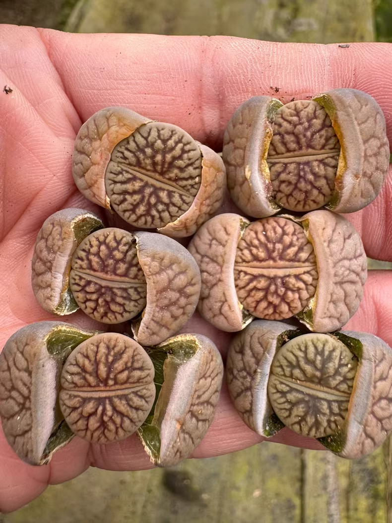 3 pcs lithops A new variety of stone flower in the dark river