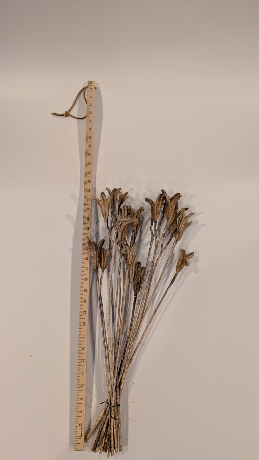 Natural Dried Flower Pods Lot of 15 Stems 13-23″ Crafts Floral Bouquets Sprays