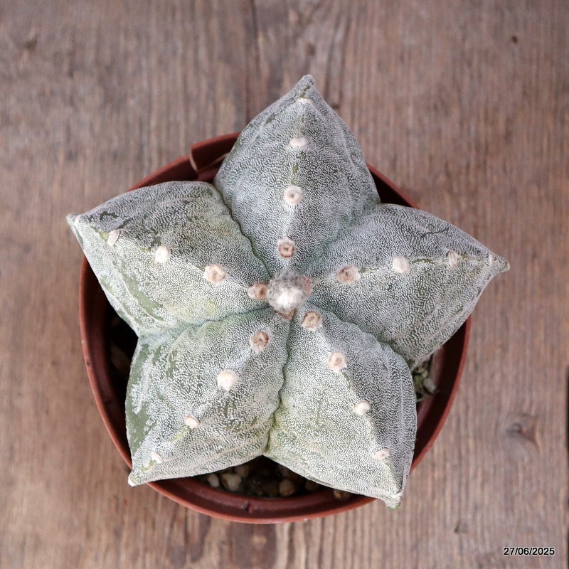 D4901 ASTROPHYTUM MYRIOSTIGMA ONZUKA pot12-H10-W13 cm MaMa Cactus