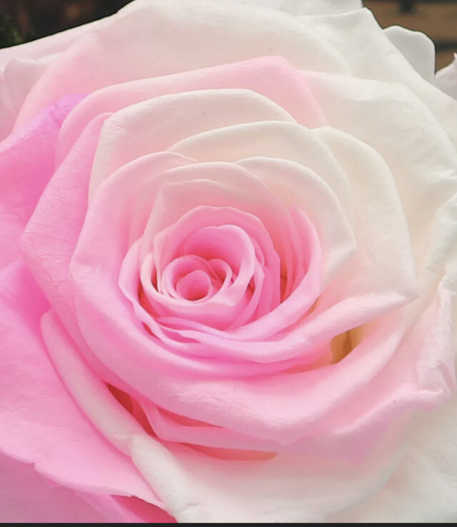 Preserved Pink Rose Flower Immortal in Glass Forever Fresh Rose Flower Eternal