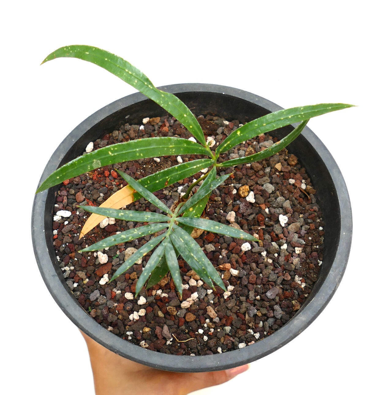Cycas chevalieri ‘Dak Rong, Vietnam’ AG9 – Chevalier’s cycad | Vietnamese cycad