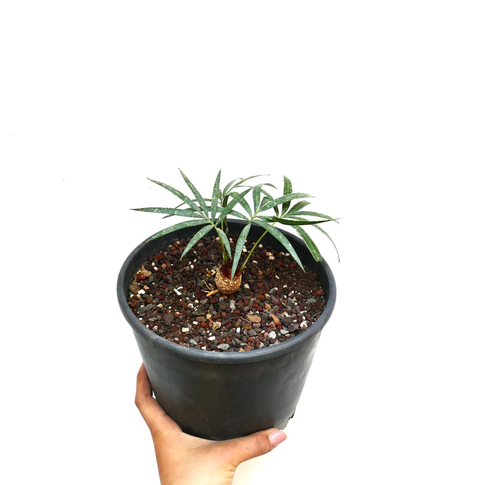 Cycas chevalieri ‘Dak Rong, Vietnam’ CA88 – Chevalier’s cycad | Chevalier’s sago