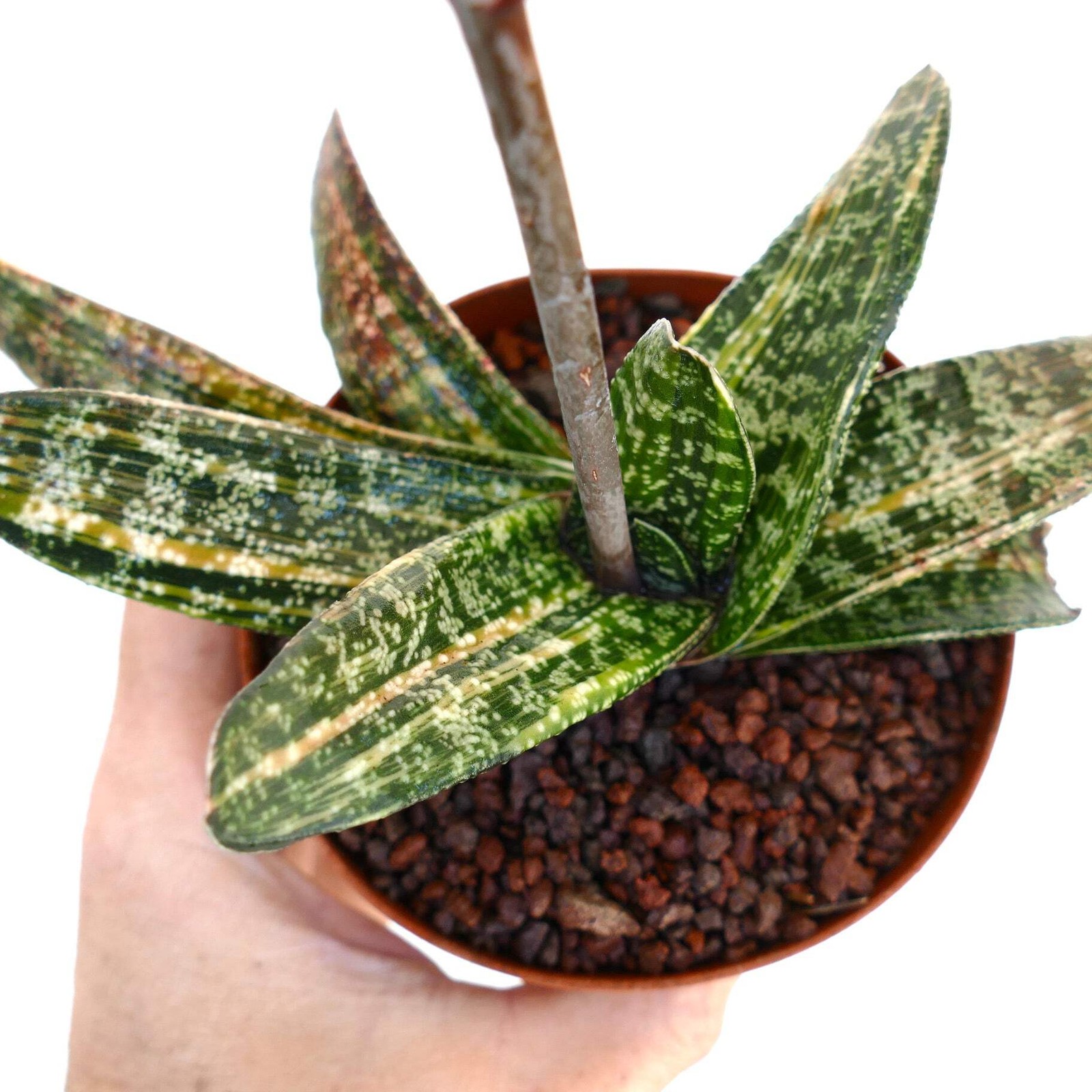 Gasteria batesiana STRIATA YELLOW VARIEGATED (EX. SPARKMAN USA) – Knoppies gaste