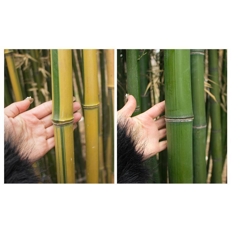 Giant Bamboo Seeds Perennial evergreen Grows Edible Bamboo shoots 100Pcs