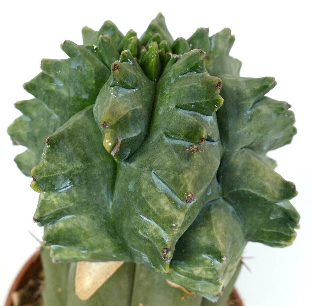 Astrophytum myriostigma cv ‘KIKKO NUDUM MONSTRUOSUS’ SEEDS – Rare Cactus SEEDS