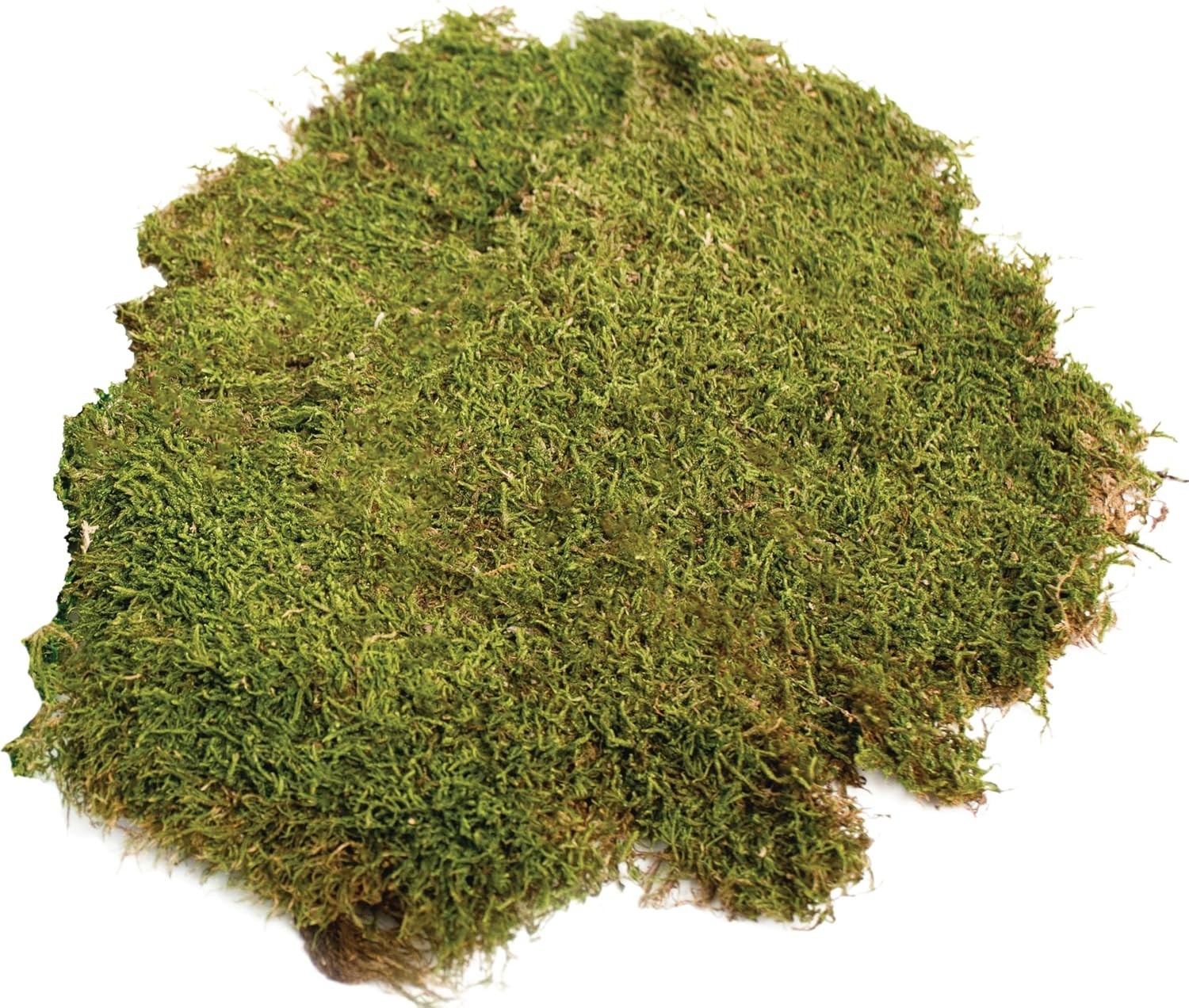Natural Moss for Floral Arrangements