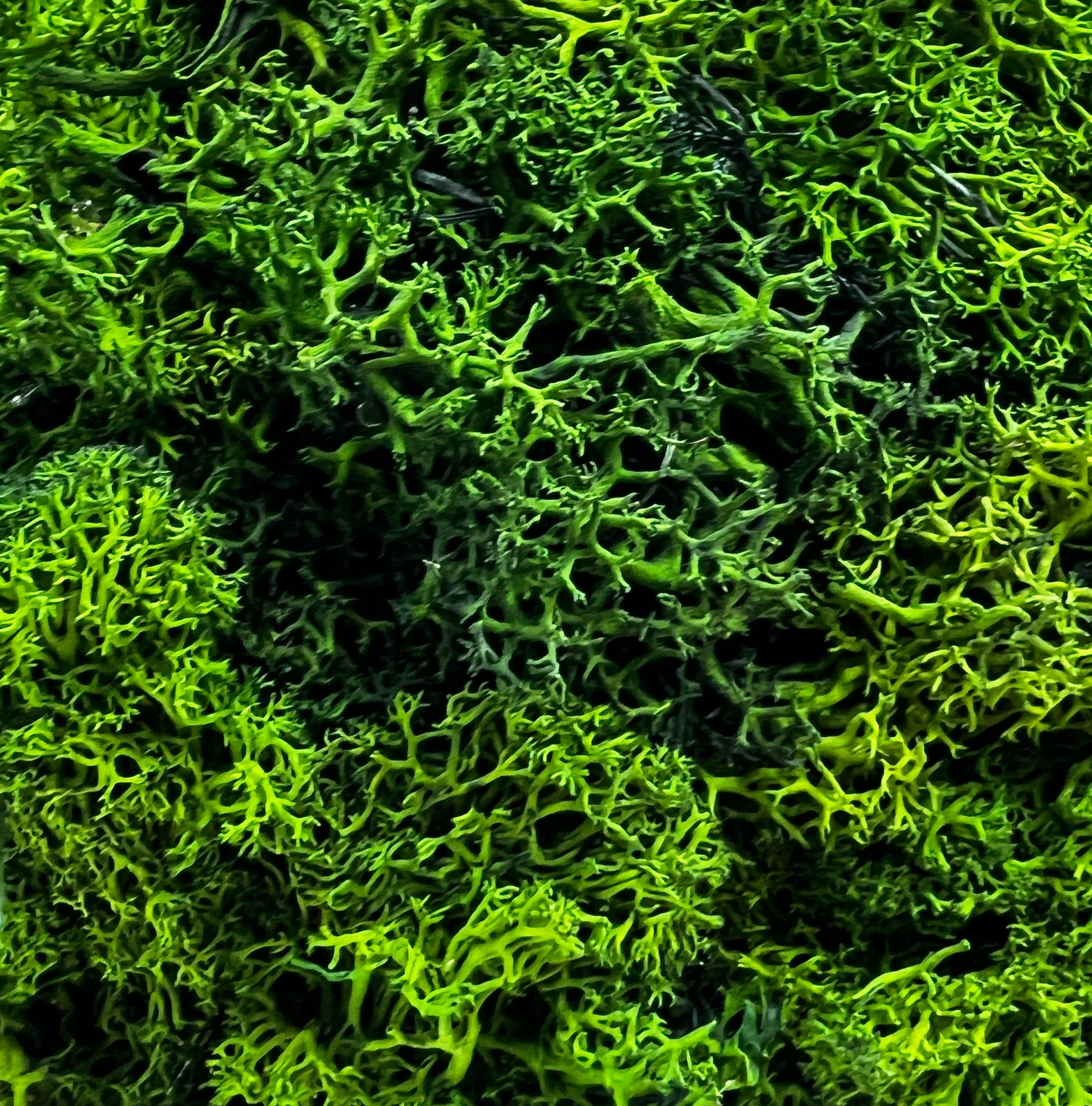 Bergamo Art Preserved 16 Inch Reindeer Moss Ball Potted Topiary Tree Pair Green
