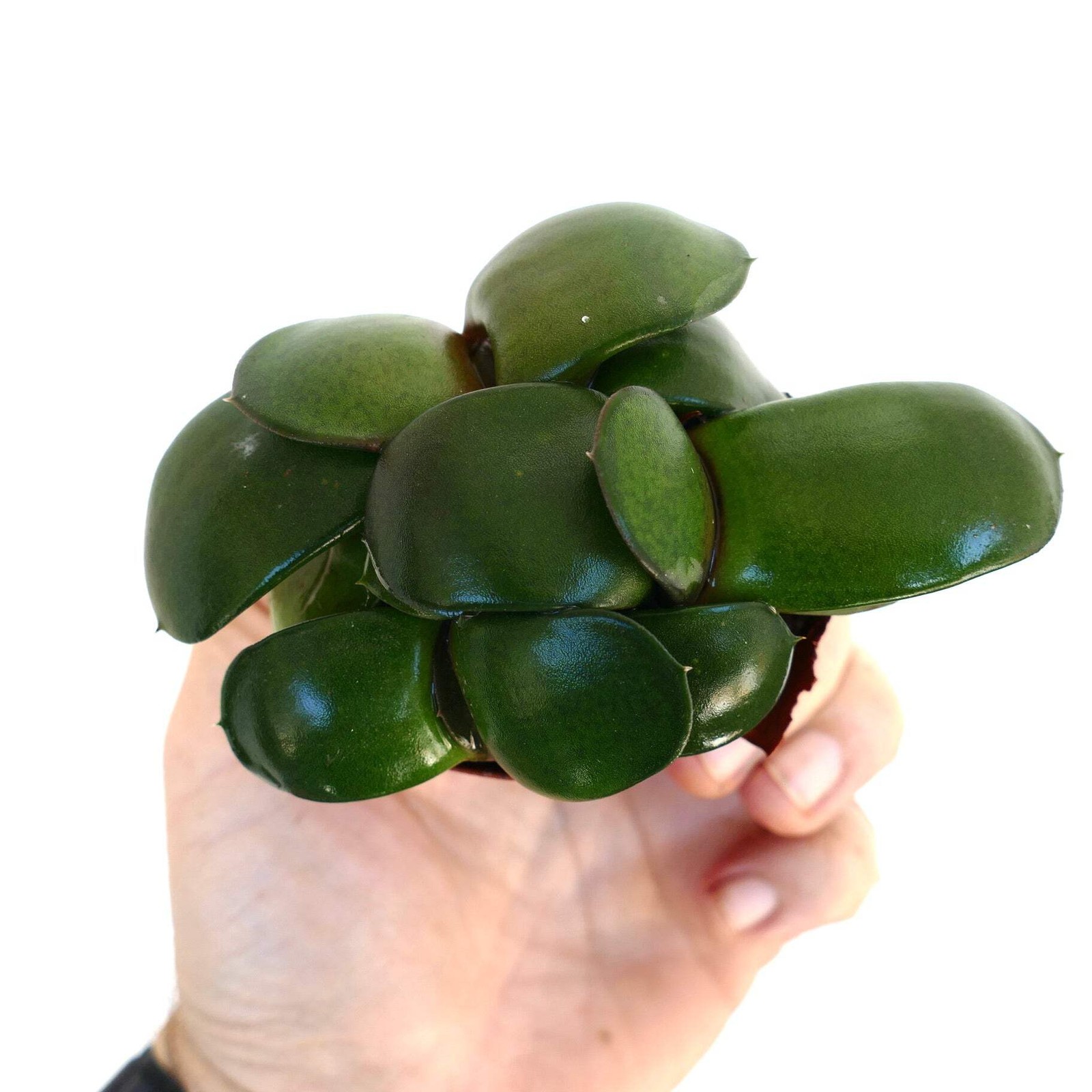 Gasteria pillansii cv 滑らか肌 POT OF THREE – Namaqua gasteria | Pillans’ gasteria