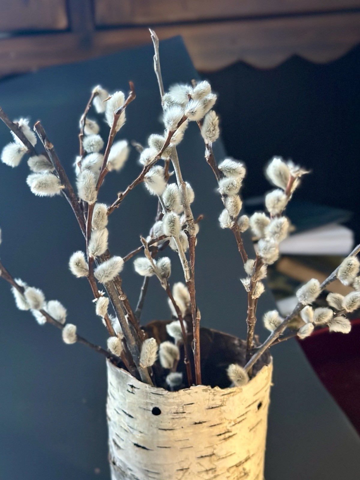 Real dried Pussy Willow Spring Flowers length 12-16” – 6 Stems Natural decor