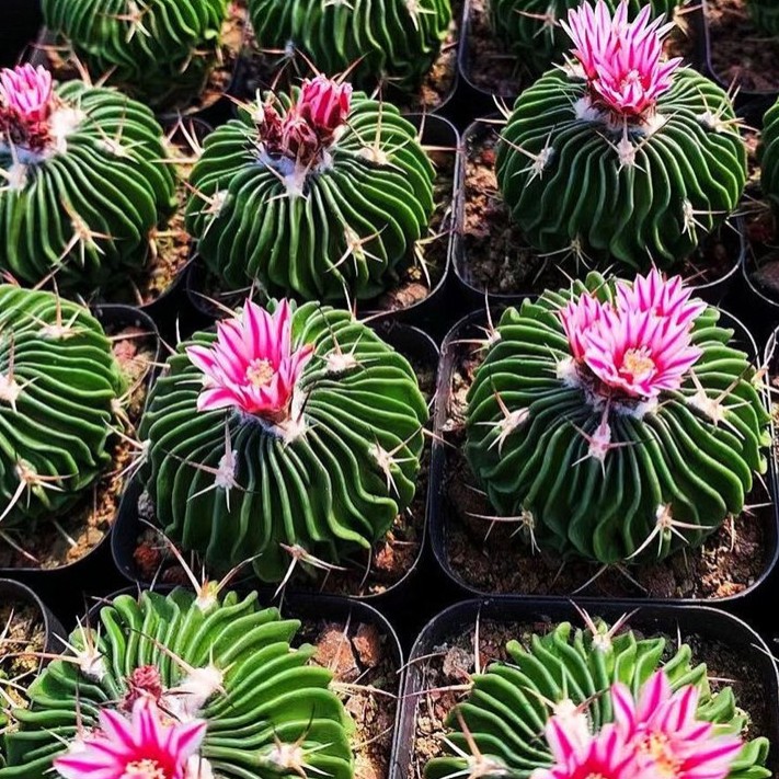 Stenocactus Multicostatus Brain Cactus Live Plant With Flower Pot