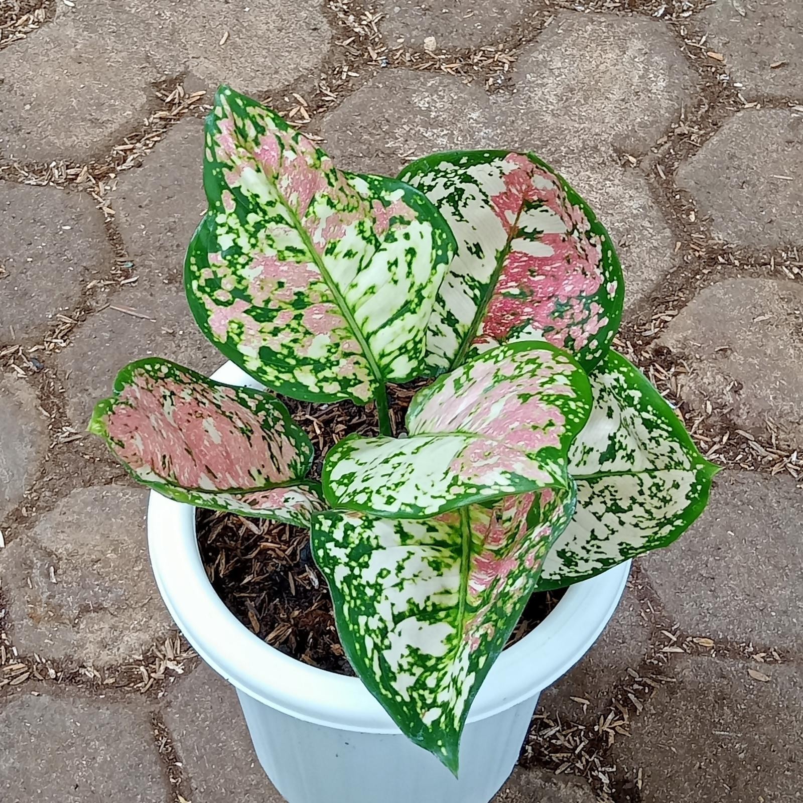 Aglaonema Tricolor – Pink White Green Spotted Foliage Live Plant Grow in Pot