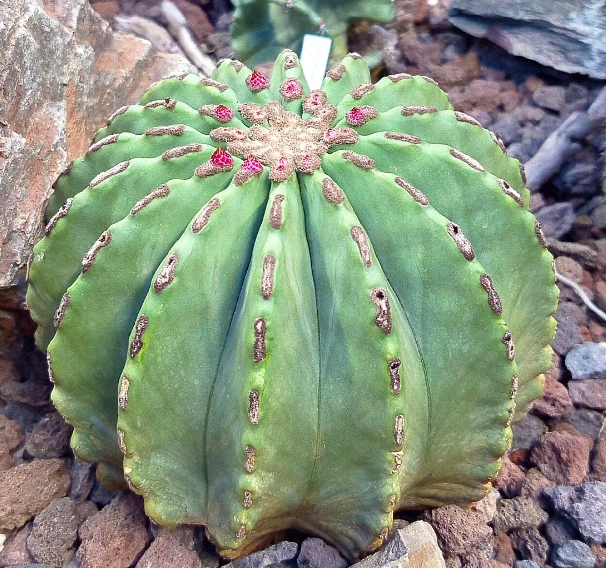 Ferocactus glaucescens var. inermis SEEDS – Rare Cactus SEEDS