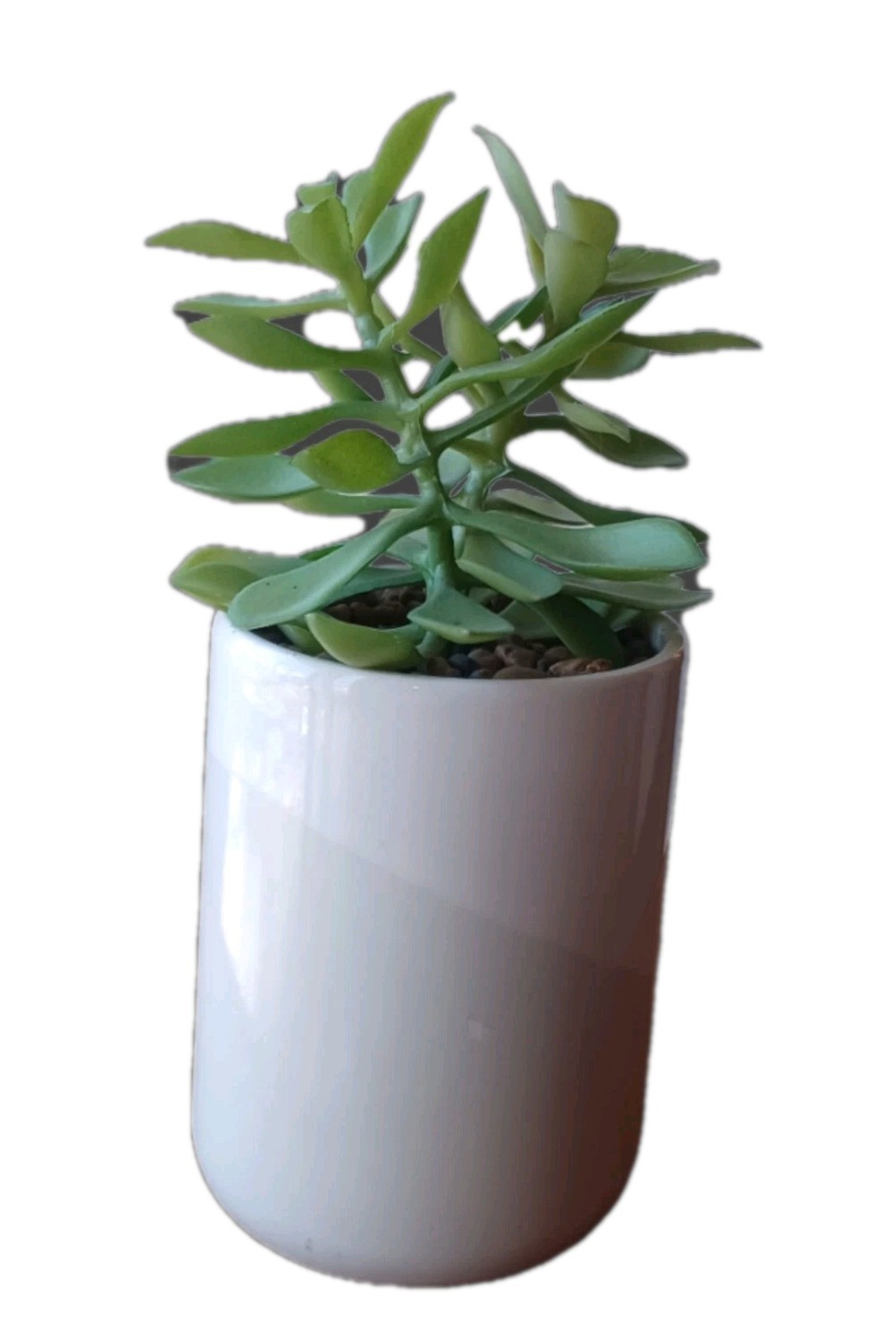 Faux Jade Plant White And Light Gray Pot 8 inches