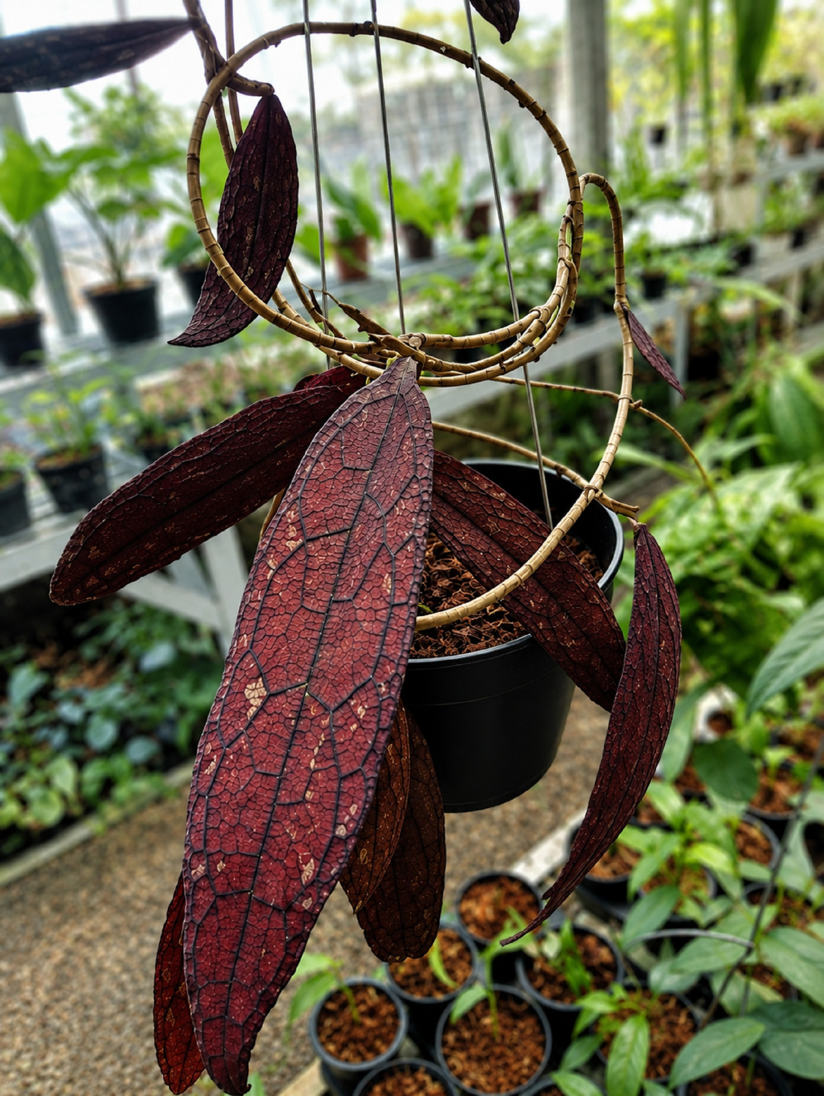 Hoya Clemensiorum Red, Rare Plant, Exotic Tropical Wax Plant