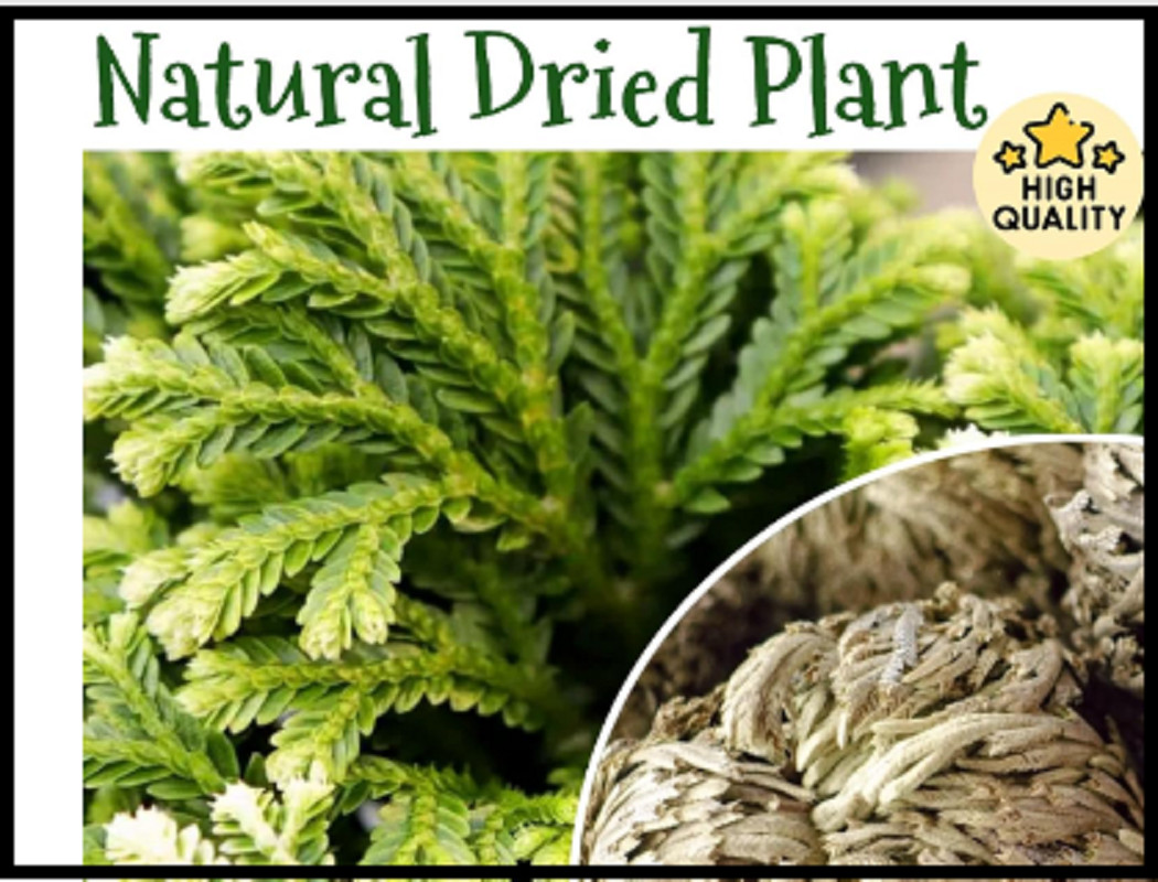7 Pack Rose of Jericho Dried Plants – Rosa de Jerico Original, Dried Fern Like
