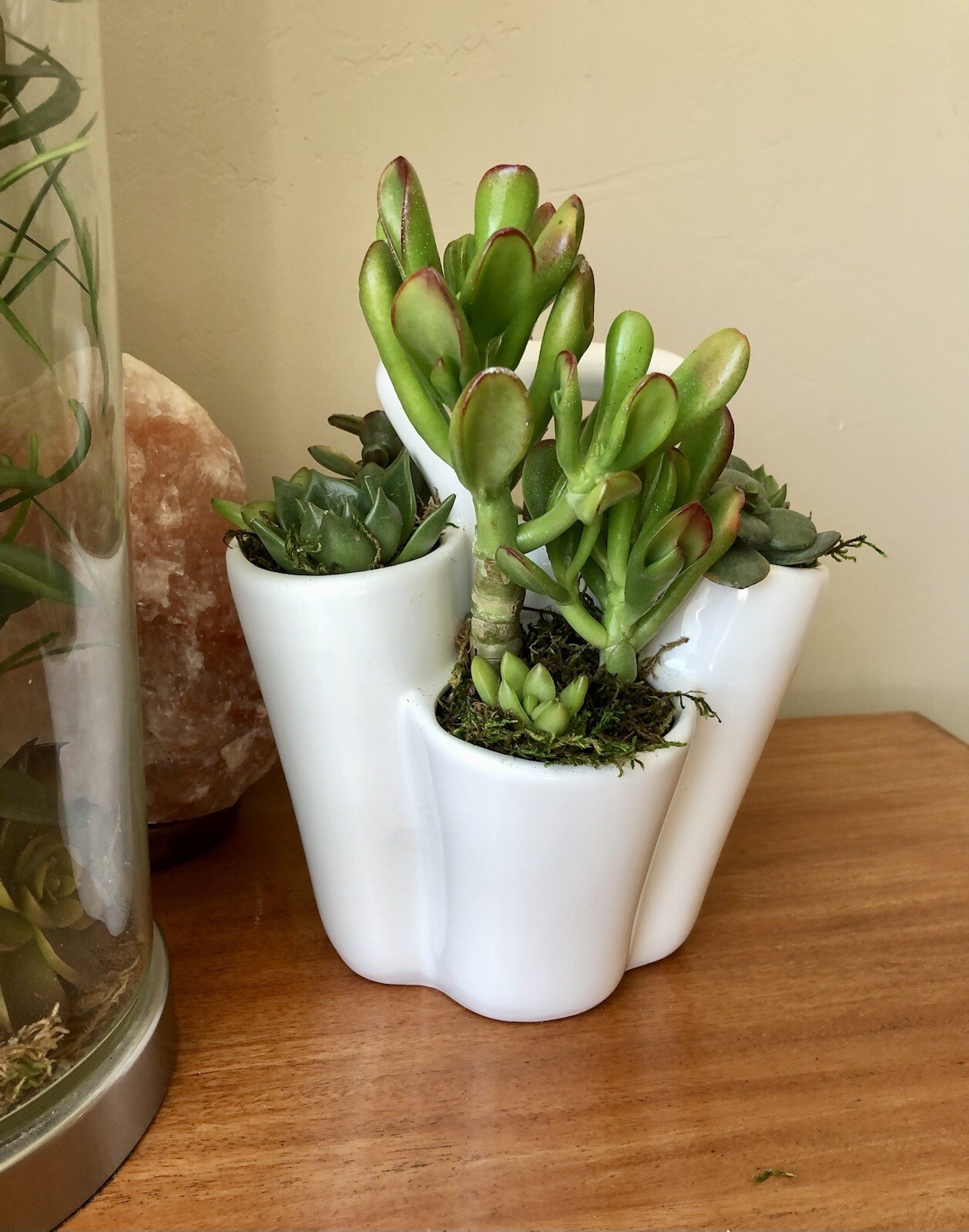 Live Potted Succulent Arrangement in Ceramic Tote Planter