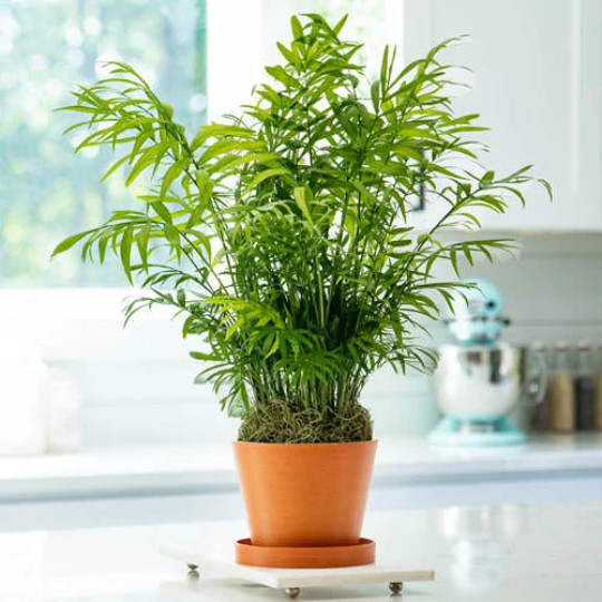 Parlor Palm in 4″ Pot – Chamaedorea elegans – Neanthe bella | Live plant